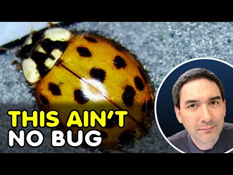 This Beetle Bugs Me! How to distinguish Bugs from Beetles