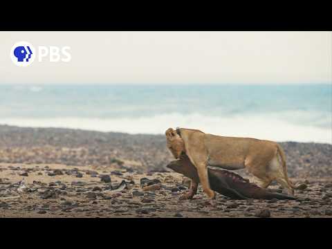 Extraordinary Lion Behavior Caught on Camera