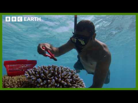 Replanting A Coral Reef | South Pacific | BBC Earth