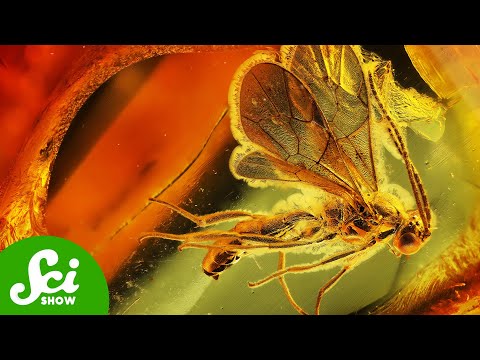 Sex, Spider Attacks, and Other Acts Caught in Amber