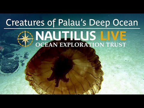 Squishy, Floaty, and Swimmy: Creatures of Palau’s Deep Ocean | Nautilus Live