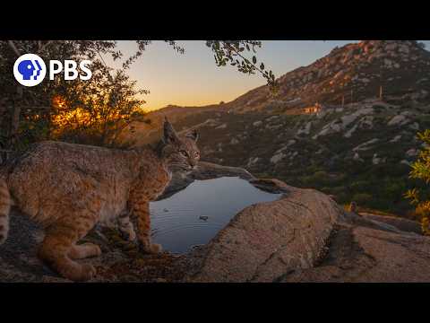 Capturing San Diego: America’s Wildest City