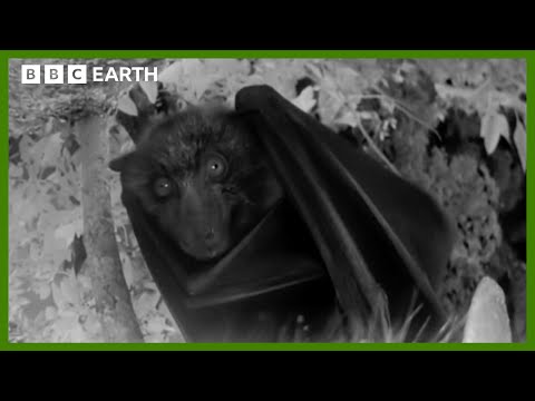 A Night Vision Flight with a Flying Fox | Animals With Cameras | BBC Earth