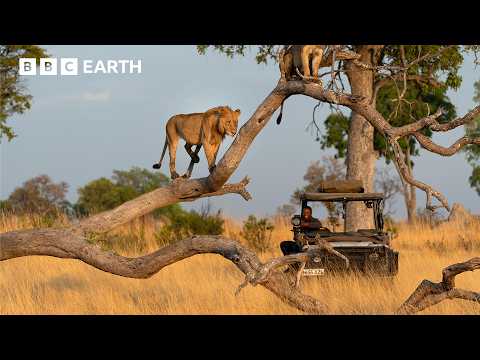 A Filmmaker’s Life in the Wild | BBC Earth