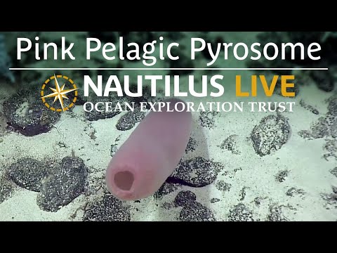 Pink Pelagic “Pipe” Pyrosome | Nautilus Live