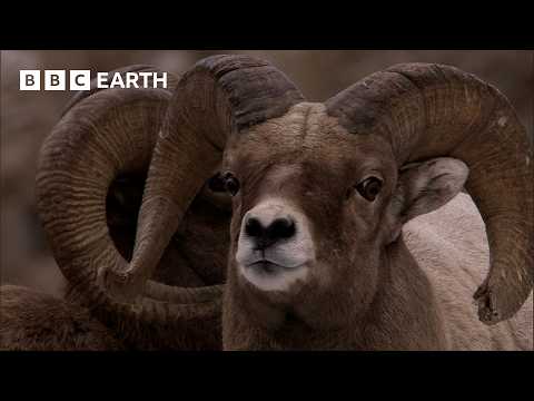 The Wildlife of Yellowstone | BBC Earth