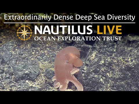 Extraordinarily Dense Deep Sea Diversity in Palau’s Waters | Nautilus Live