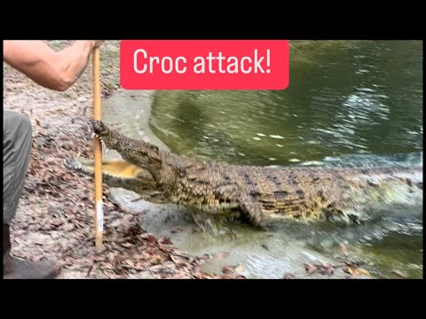 Croc attack!