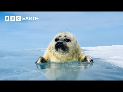 Can This Seal Save Her Pup From Drowning? | Asia | BBC Earth