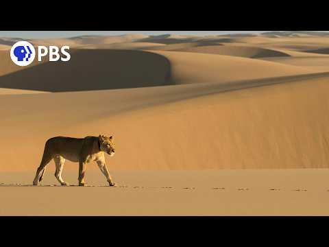 Filming Lions in the Namib Desert