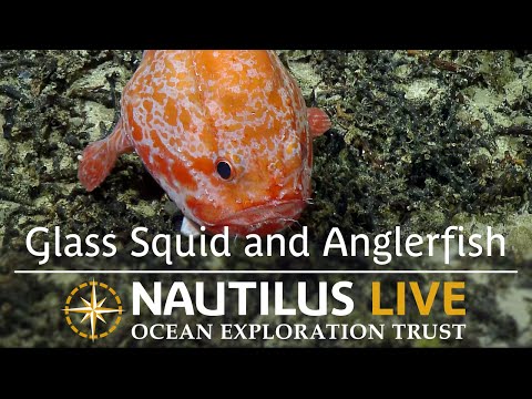 Glass Squid and Anglerfish Show Off Ocean Adaptations | Nautilus Live