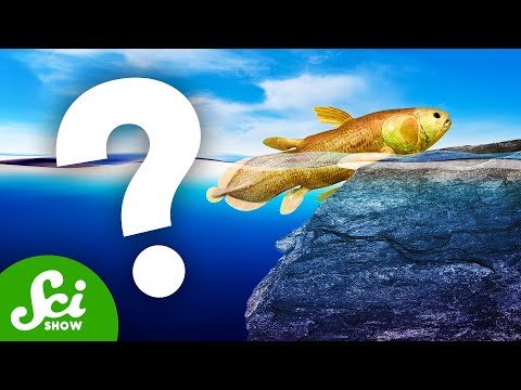 We Can’t Find the Most Important Fossils Ever