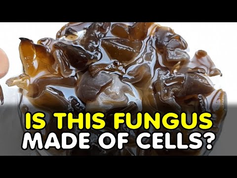 How this fungus defies the cell theory