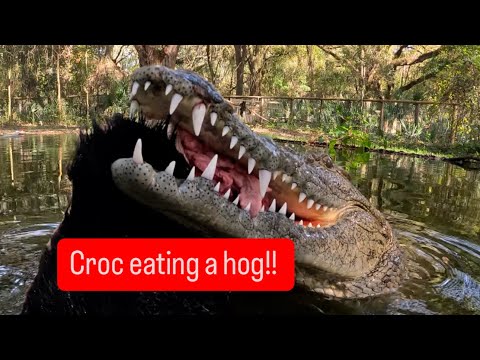 Croc eating a hog!!