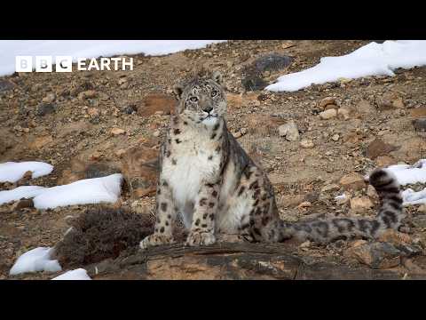 Filming A Family of Snow Leopards | The Making of Asia | BBC Earth