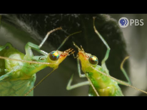 Lacewing LOVE is Noisier Than You Think  | Deep Look