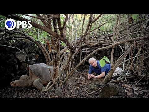 Attenborough’s Last Encounter with Lonesome George