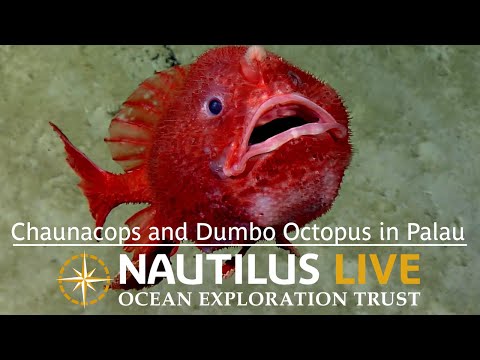 Exceptional Footage of Chaunacops and Dumbo Octopus in Palau | Nautilus Live