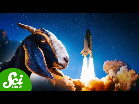 Space, Goats, and Climate Change