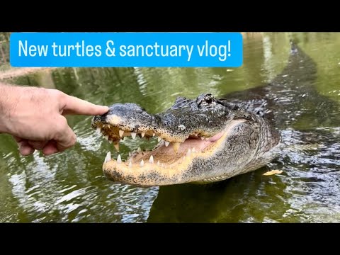 New turtles & sanctuary vlog!!