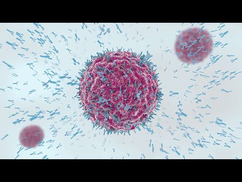 B Cells and Antibodies (Humoral Immunity)