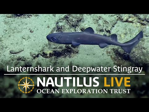 Elasmobranches of Palau: Lanternshark and Deepwater Stingray | Nautilus Live