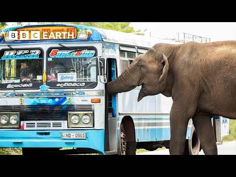 Charming Elephant Cheekily Halts Traffic for Treats | Asia | BBC Earth