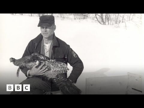 How 17 wild turkeys took over Vermont | BBC Global