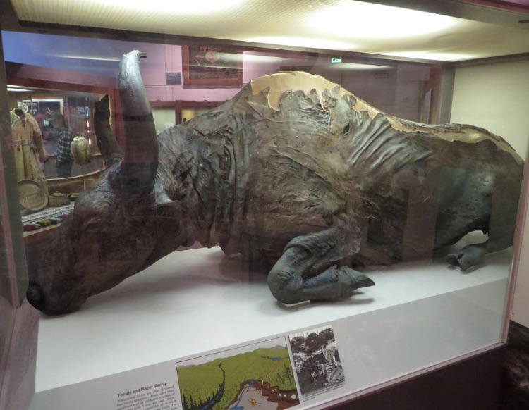 Blue Babe is a perfectly preserved Steppe Bison, found completely by chance in Alaska in 1979. The animal died around 36,000 years ago, and was so wel…