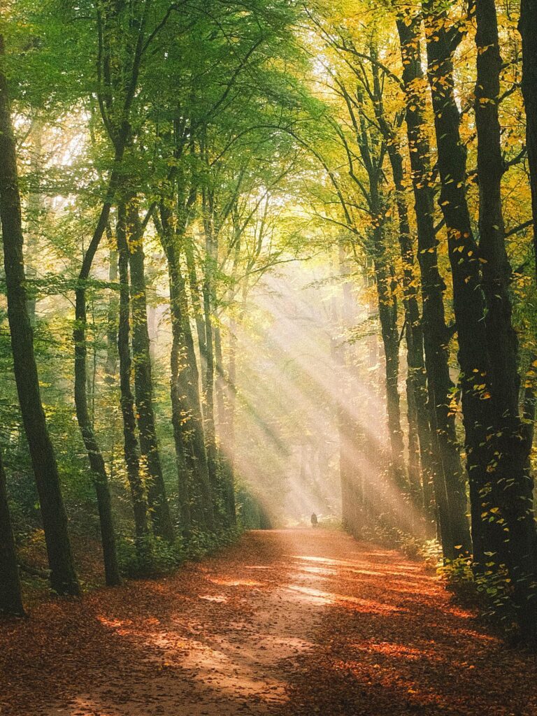 ITAP of sunrays in a forest