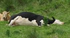 TIL Cow tipping, the purported activity of sneaking up on any unsuspecting or sleeping upright cow and pushing it over for entertainment, is generally…