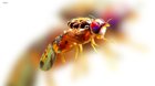 TIL there is a plane that flies above Los Angeles every single day releasing tens of thousands of sterile fruit flies to combat the invasive Mediterra…