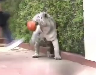 Mike Tyson in the 1990s got a pet tiger because he wanted to connect with an animal that shared his own strength and intensity. This was his idea of h…