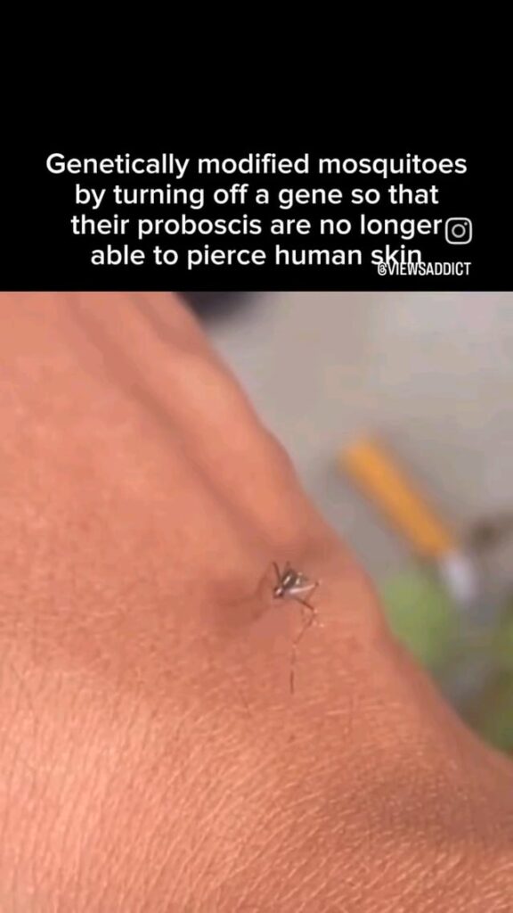 Genetically modified a mosquito such that their proboscis are no longer able to penetrate human skin