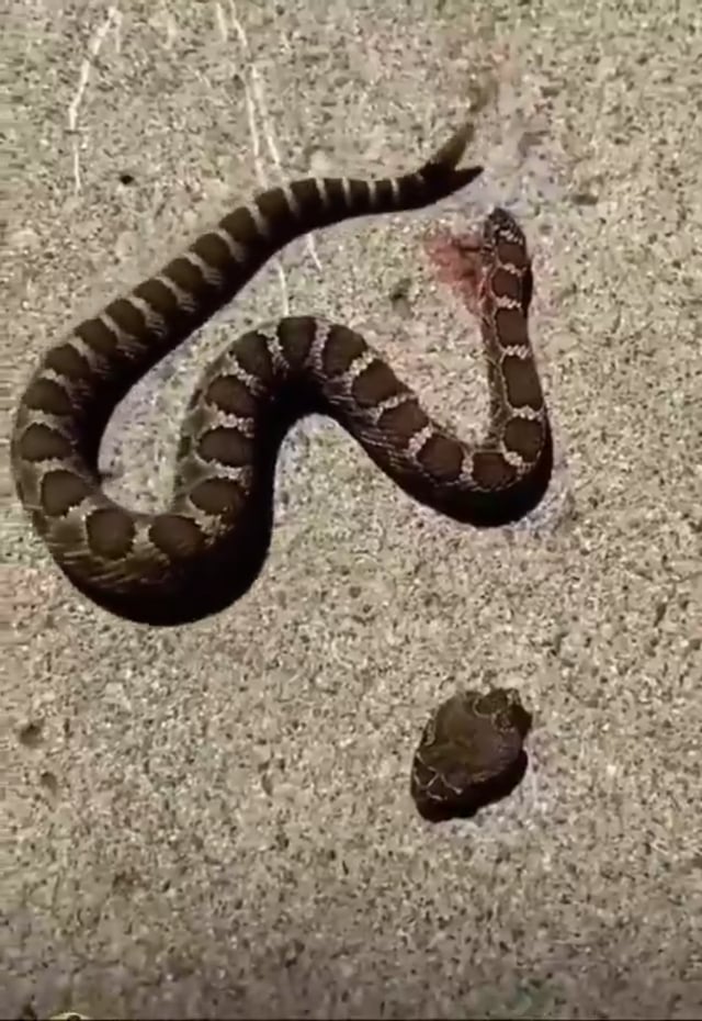 Decapitated head of snake bites it own body and felt it too