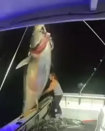 1000 pound bluefin tuna landed solo in New Hampshire