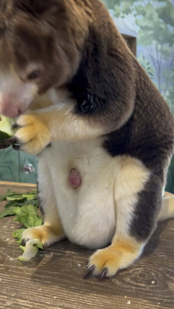 Tree Kangaroo 🦘 and pouch 👝 baby