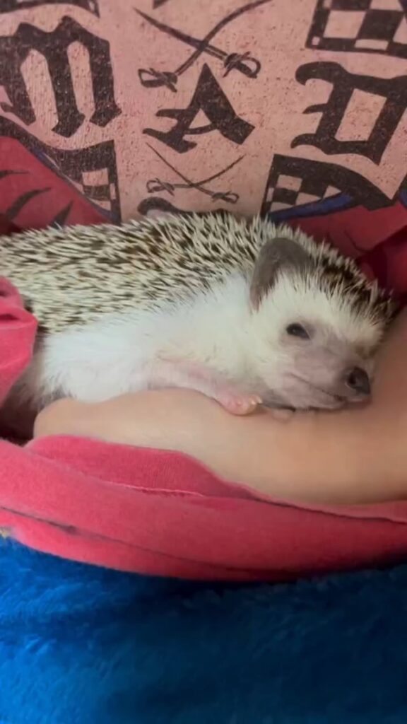 The hedgehog falls asleep