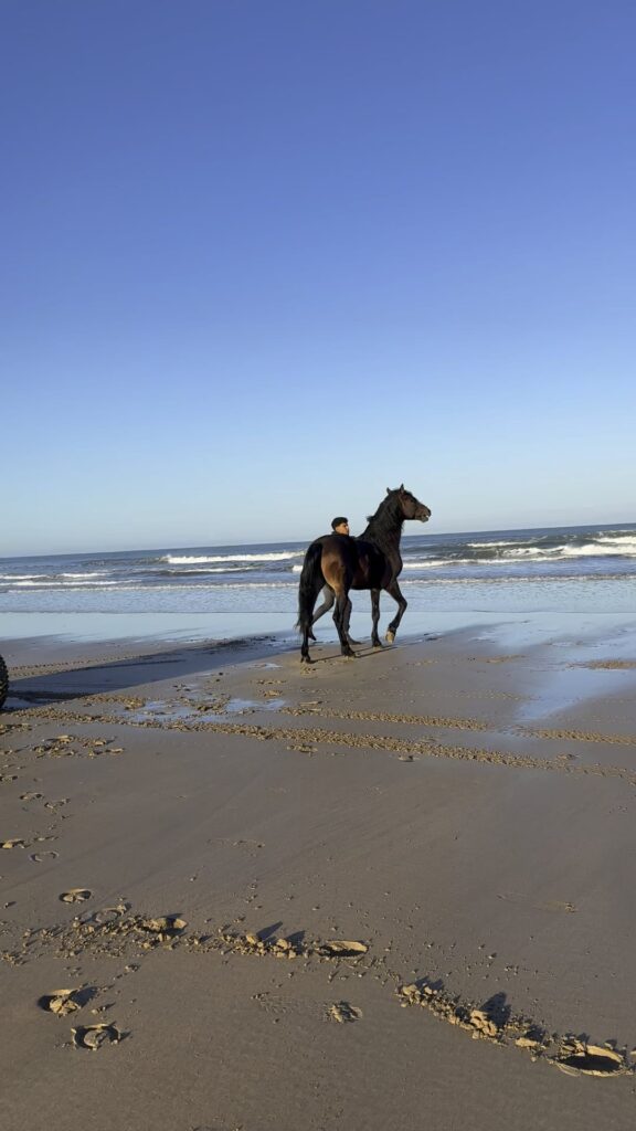 Rescued horse flying like the wind of freedom