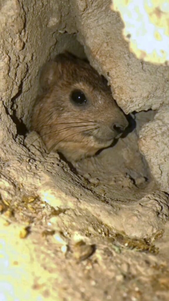 This is a Hyrax, a small mammal closely related to Elephants and Manatees. This one is displeased at the intrusive cameraman.