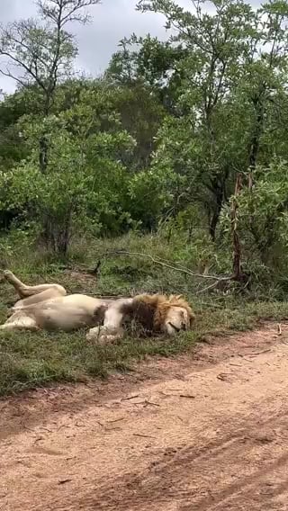 🔥 Only a Lion can sleep like this in the wild