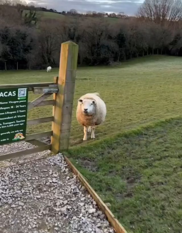 A Sheep Wagging Her Tail At The Sight Of Her Favorite Human