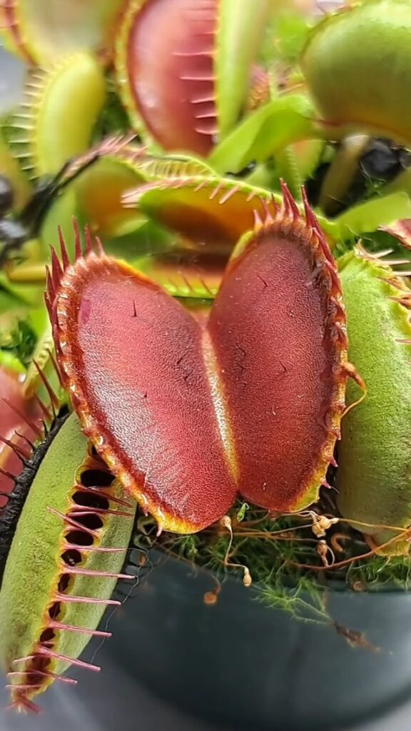 A Venus flytrap traps a spider