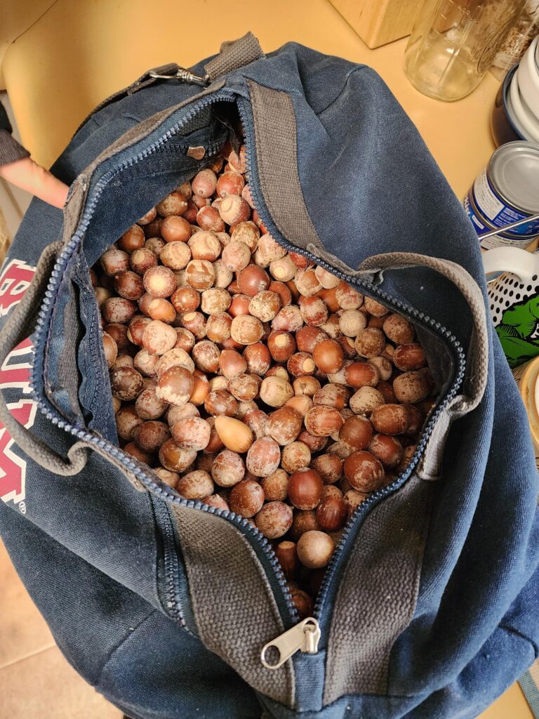 My brother foraged 23 pounds of acorns from the street