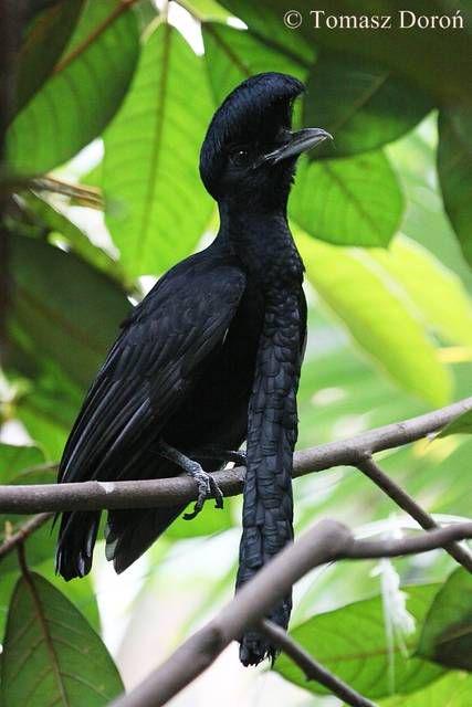 Cephalopterus ornatus: The Amazonian umbrellabird