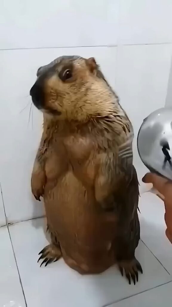 Groundhog shower 🚿