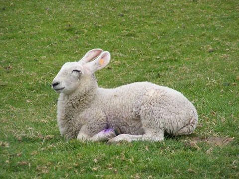 Border Leicester sheep look like giant rabbits.