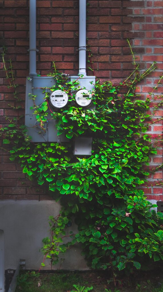 ITAP of a bush in front of a brick wall