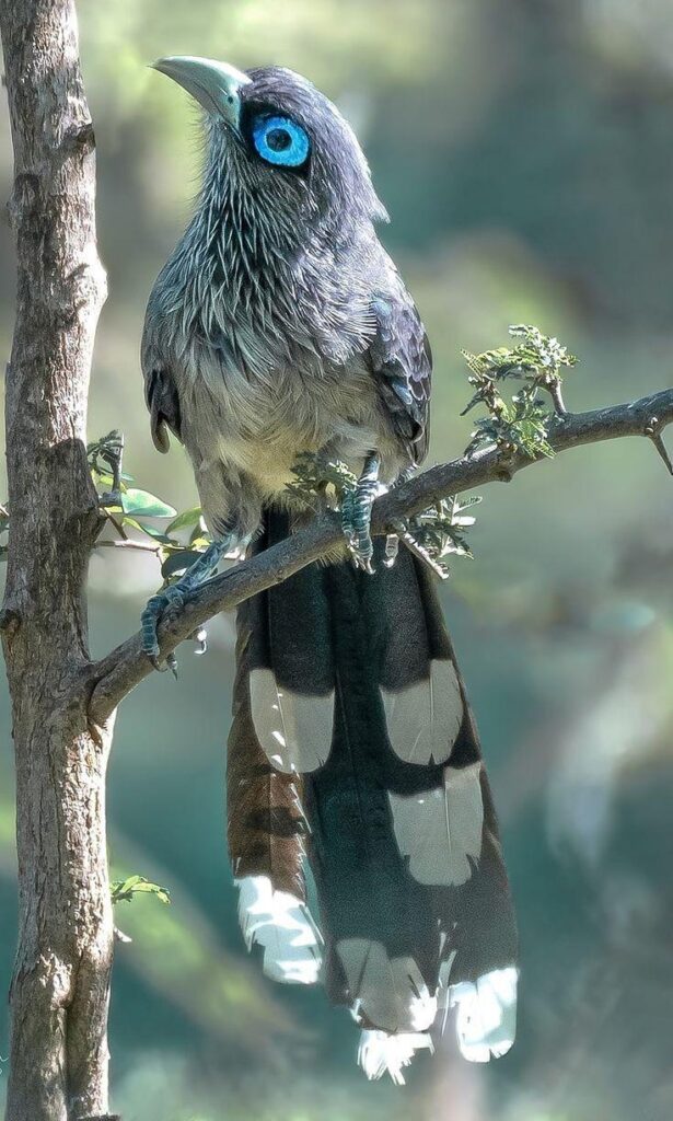 Blue Faced Malkoha (Phaenicophaeus viridirostris)