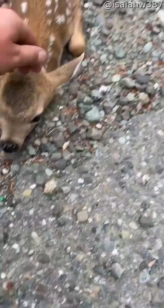 Friendly Fawn Comes By For Head Scratches